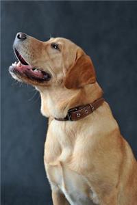 Labrador Notebook & Journal. Productivity Work Planner & Idea Notepad: Brainstorm Thoughts, Self Discovery, to Do List