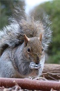 Gray Squirrel Animal Journal