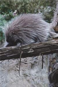Porcupine on a Log Journal