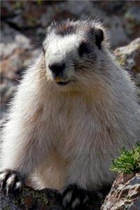 Alaska Journal - Brower's Marmot aka Brooks Range