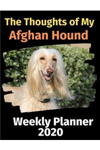 The Thoughts of My Afghan Hound