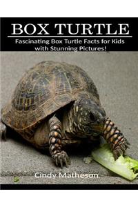 Box Turtle: Fascinating Box Turtle Facts for Kids with Stunning Pictures!