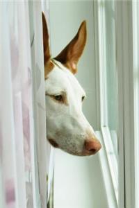 Ibizan Hound Dog Lined Journal: Canine Gift Notebook for Dog Lovers