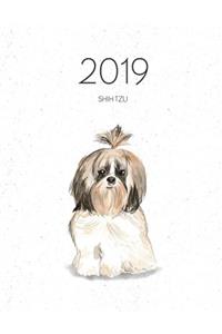 2019 Shih Tzu