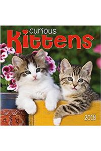 Curious Kittens 2018 Wall Calendar