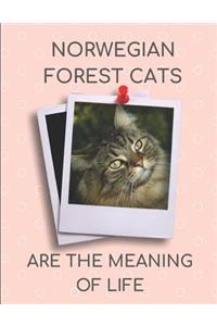 Norwegian Forest Cats Are the Meaning of Life