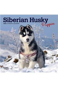 Siberian Husky Puppies 2020 Mini 7x7