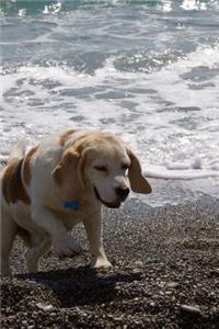 A Beagle at the Beach Journal