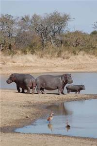 Hippopotamus