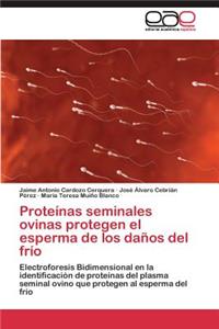 Proteínas seminales ovinas protegen el esperma de los daños del frío