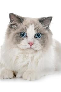 Ragdoll
