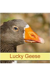 Lucky Geese 2018