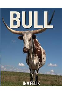 Bull