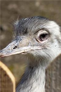 Rhea Bird Journal