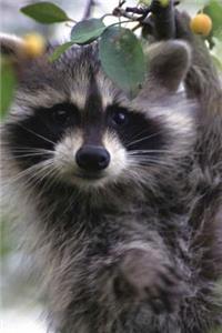 Raccoon Portrait Animal Journal