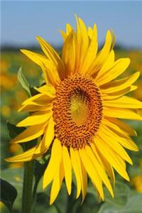 Hello Cheerful Yellow Sunflower in My Summer Garden Journal