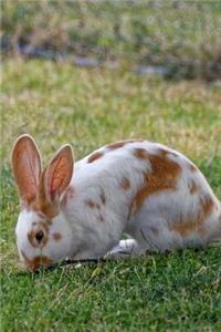 Side Profile of a Brown and White Bunny Rabbit Journal