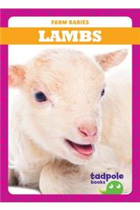 Lambs