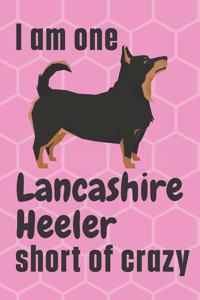 I am one Lancashire Heeler short of crazy