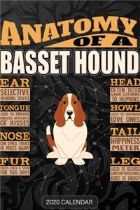 Anatomy Of A Basset Hound
