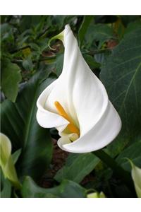 Arum Lily Gardening Journal
