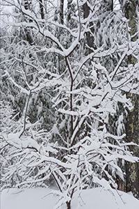 2020 Weekly Planner Winter Beautiful Forest 134 Pages