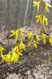 2020 Weekly Planner Early Spring Forsythia 134 Pages