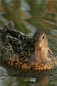 Northern Shoveler Duck (Anas Clypeata) Journal