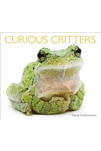 Curious Critters