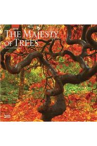 Majesty of Trees, the 2019 Square