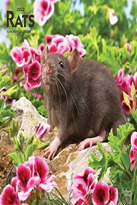 Rats 2022 Square