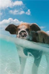 Cute Swimming Caribbean Pig