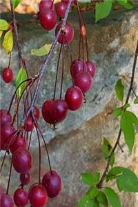Journal Autumn Tree Plump Red Berries