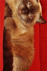British Shorthair Cat Looking Grumpy on a Red Couch Journal