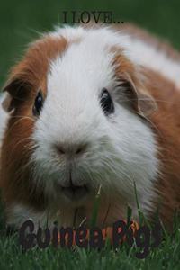 I Love Guinea Pigs