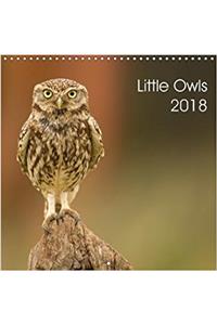 Little Owls 2018