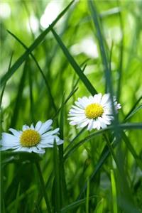 Daisy in a Meadow Flower Journal