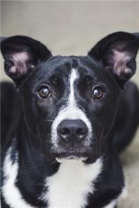 Did You Say Treat? Hopeful Black and White Dog Pet Journal