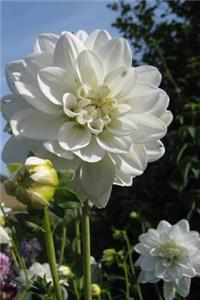 An Awesome White Dinner Plate Dahlia in a Sunny Flower Garden Journal