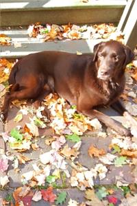 2020 Weekly Planner Chocolate Lab Dog Labrador Retriever Outside Fall 134 Pages