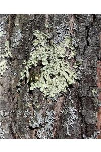 Mossy Bark Oak tree School Composition Book 130 Pages