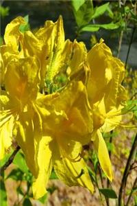 2019 Weekly Planner Springtime Blooming Rhododendron 134 Pages