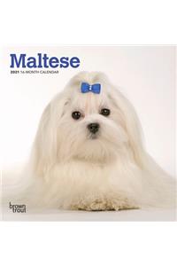 Maltese 2021 Mini 7x7