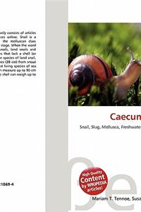 Caecum Plicatum