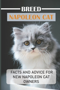Breed Napoleon Cat