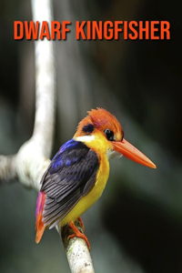 Dwarf Kingfisher