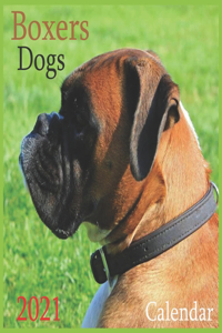 Boxers Dogs