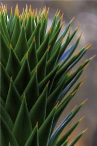 Evergreen Conifer (Araucaria araucana) Up Close Journal