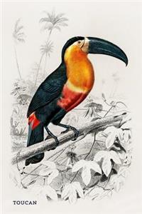 Toucan