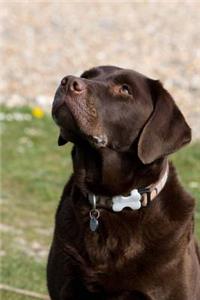 Mind Blowing Chocolate Lab 200 page lined journal